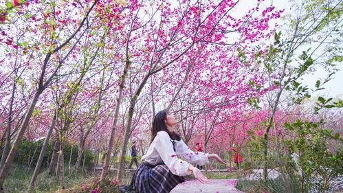 国产樱花视频生小孩挤奶
